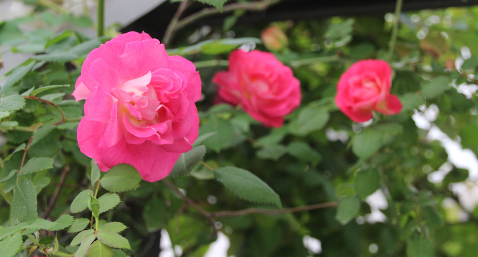 温室のバラがきれいに咲いています
