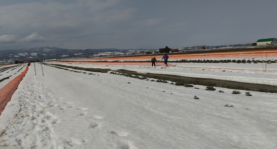 ラベンダーイーストでも雪どけが進んでいます