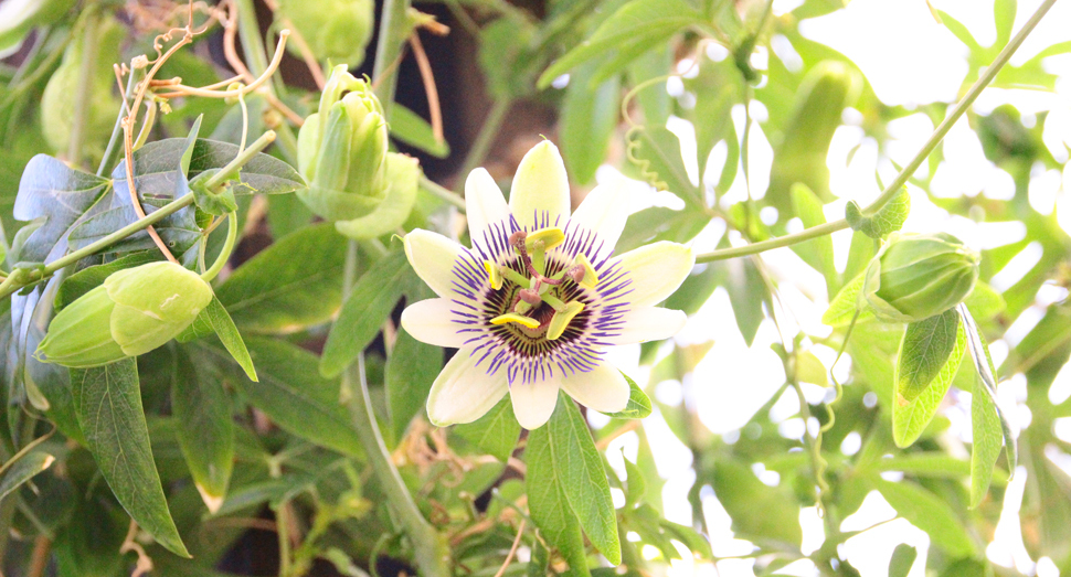 今何時？印象的な花が魅力のトケイソウ