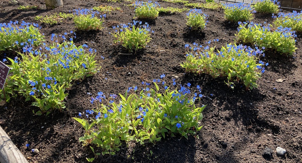 花人ガーデンの「プルモナリア」