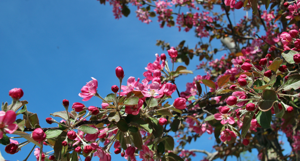 ヒメリンゴの花が咲き始めました