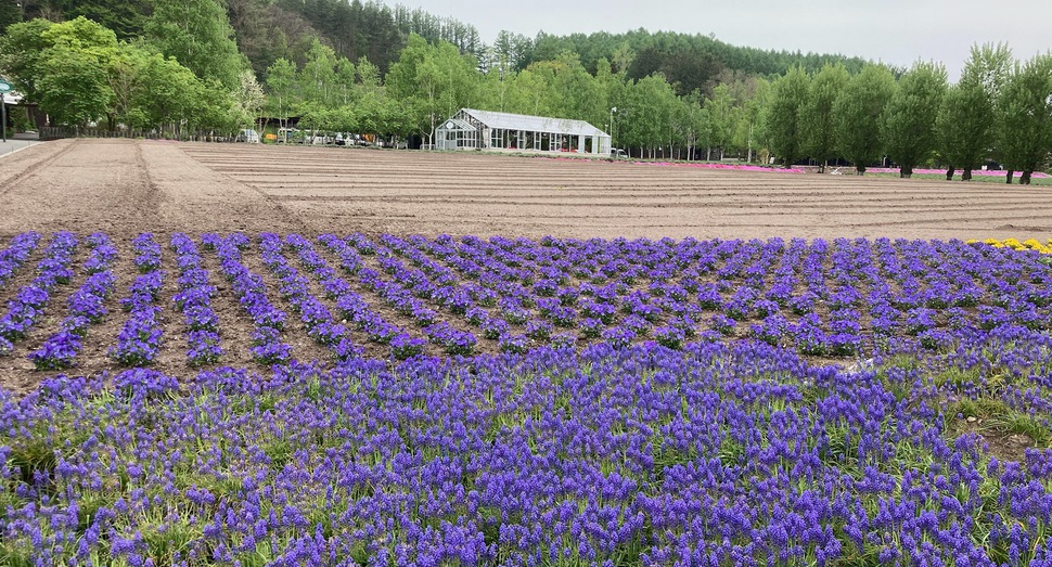 「ムスカリ」と「ビオラ」と新緑に包まれたグリーンハウス