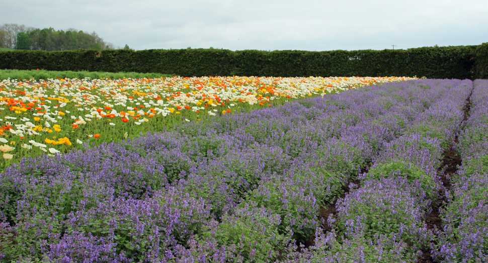 春の彩りの畑のキャットミントが開花しました