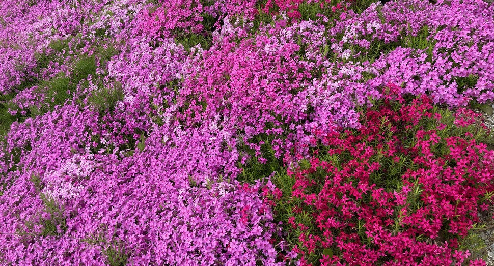 色とりどりの「芝桜」