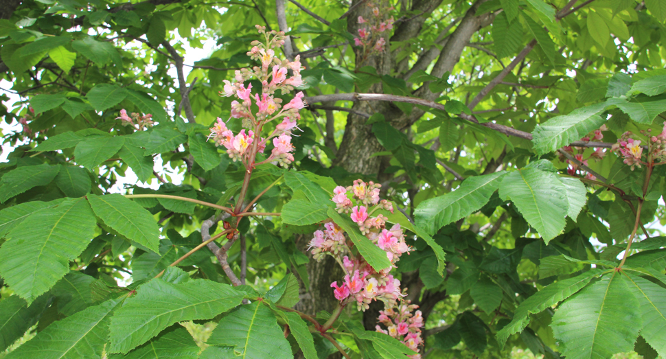 ベニバナトチノキが開花しはじめました