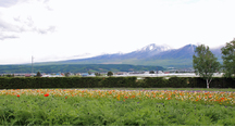今日は風が強いです