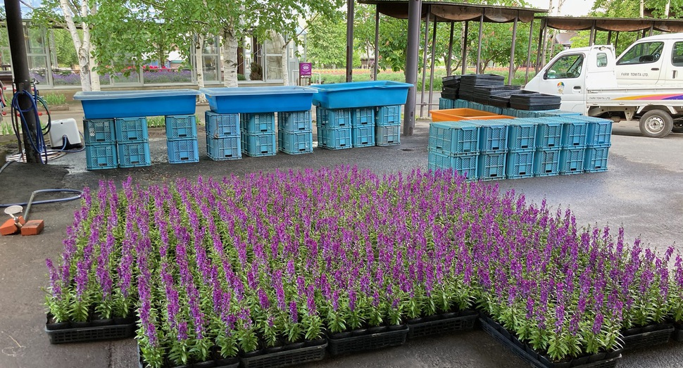 秋の彩りの畑に定植される花たち