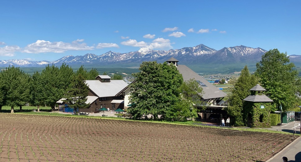 残雪の十勝岳連峰と花人の畑