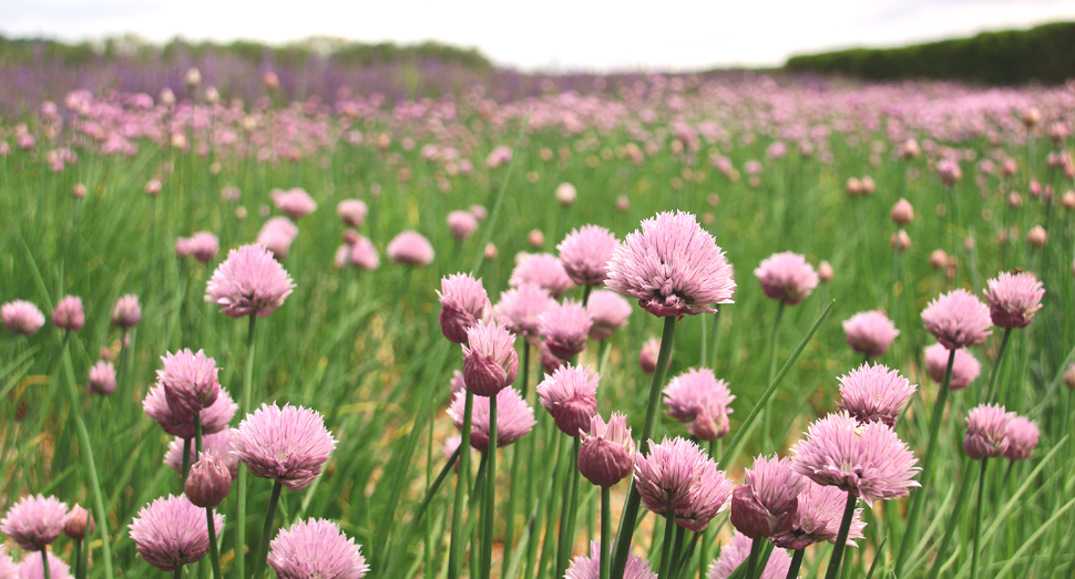 チャイブの花が増えてきました