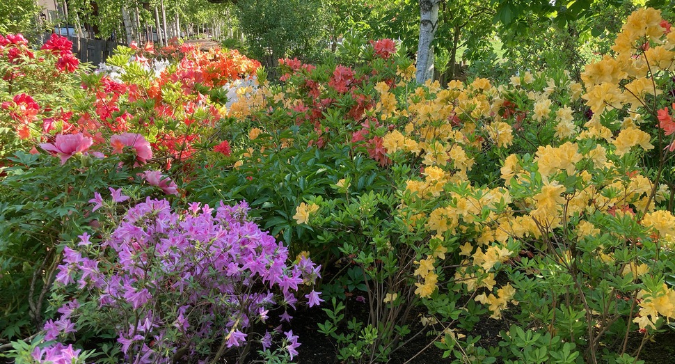 マザーズガーデンの花々は満開です