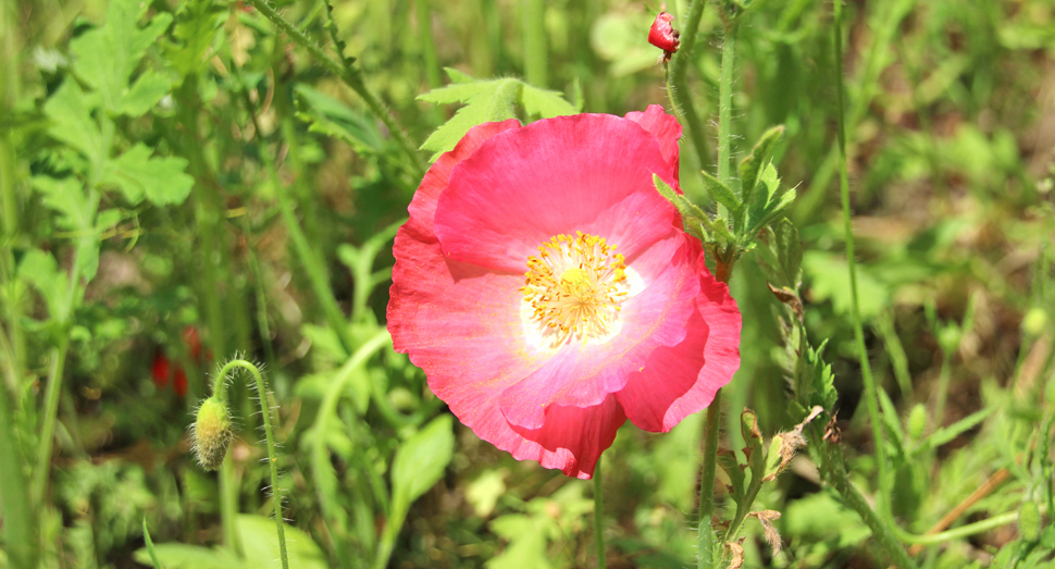 朝の陽射しをあびて思いきり花を咲かせていました