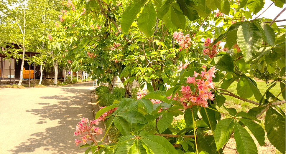 ベニバナトチノキの花は今が見頃