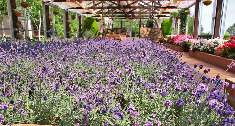 紫色が映える温室のラベンダー