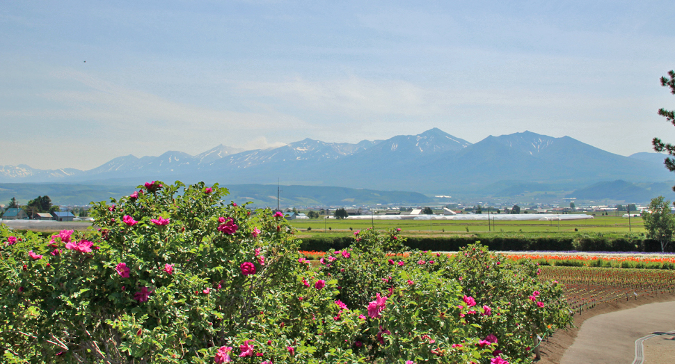 はまなすの花と十勝岳連峰