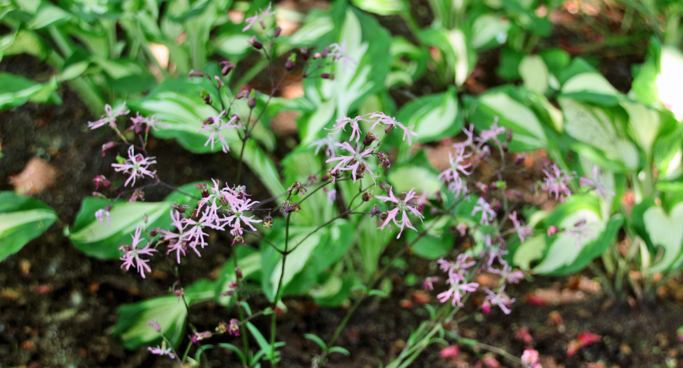 線香花火のようなリクニス