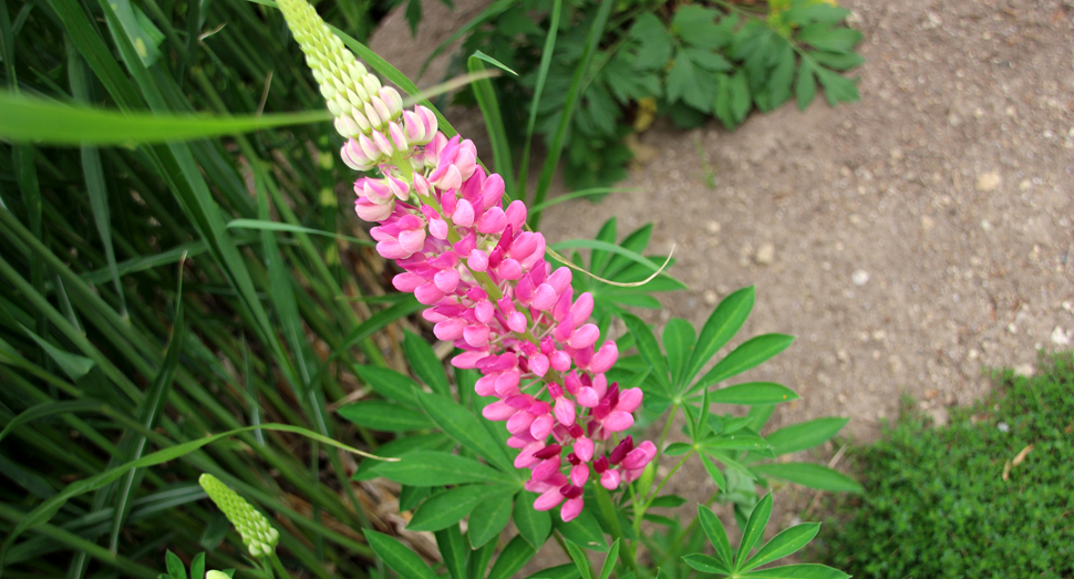 特徴的な形のルピナスの花