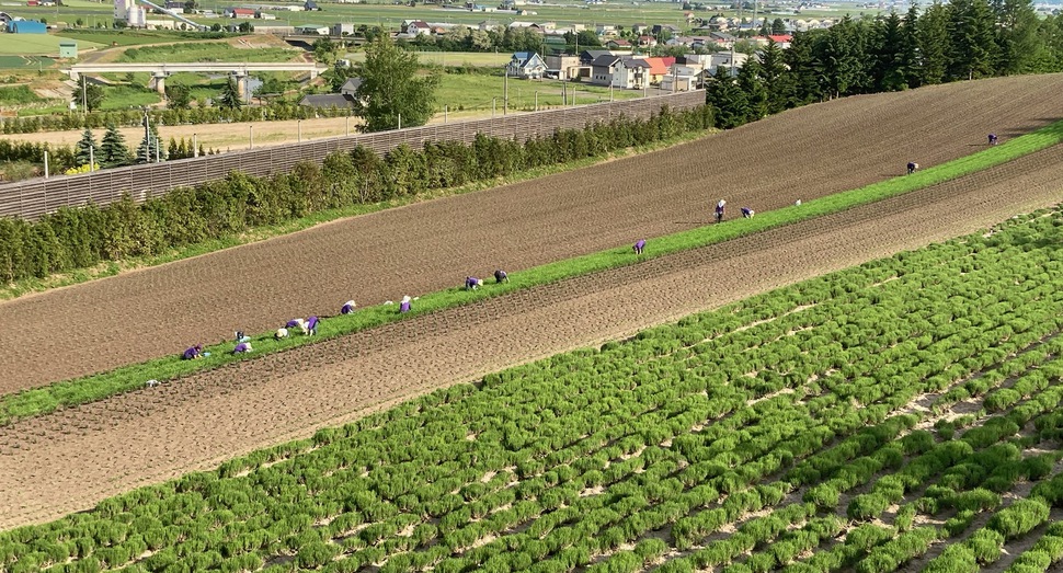 彩りの畑の除草中