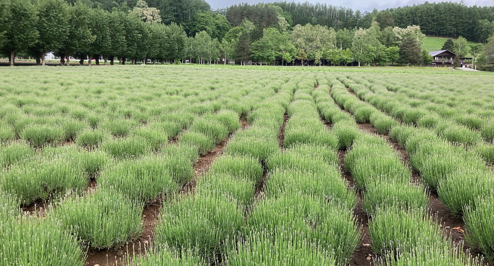 倖の畑のラベンダーも色付き始めました