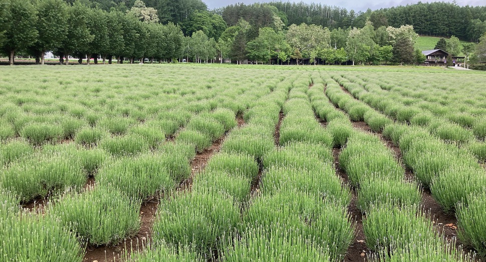 倖の畑のラベンダーも色付き始めました