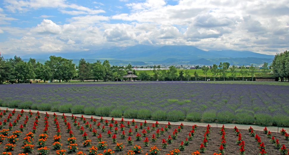 倖の畑と十勝岳連峰