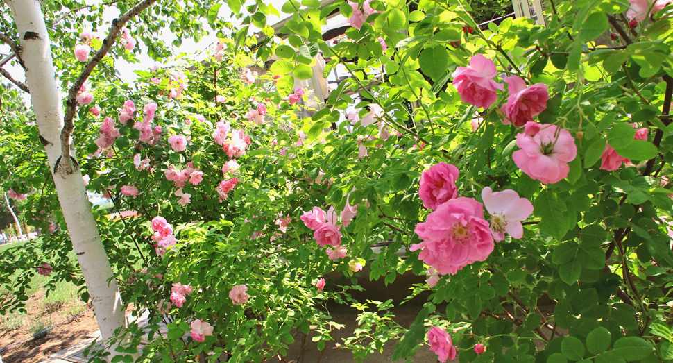 ピンク色が映えるバラの花