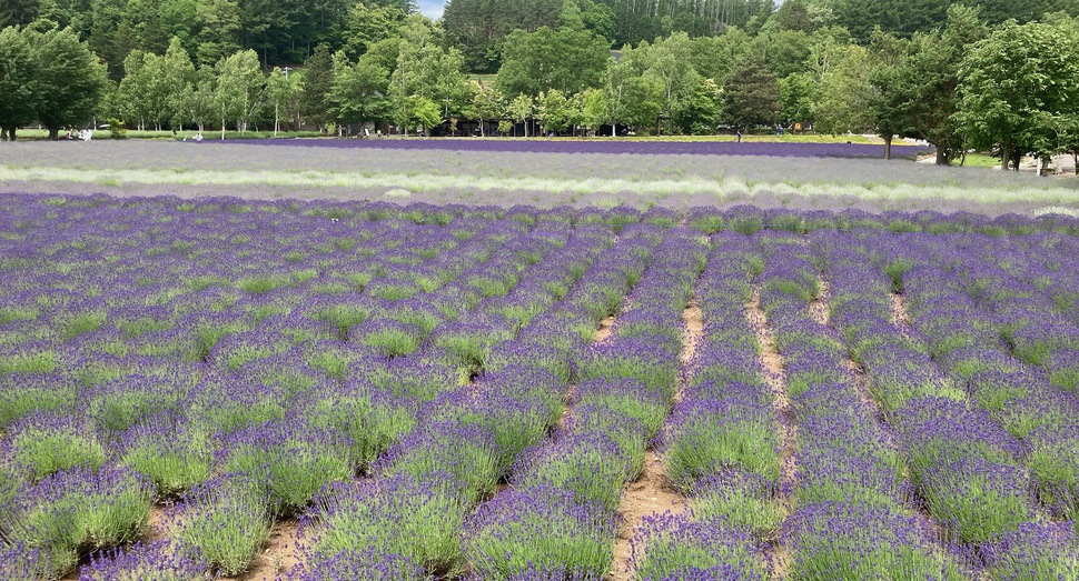 倖の畑のグラデーションが日に日に濃くなります