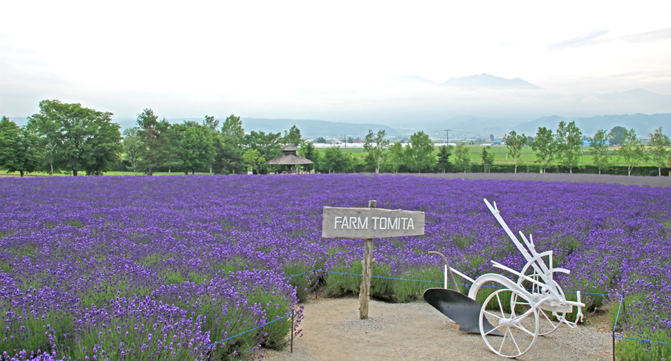 倖の畑では濃紫早咲の開花が進んでいます