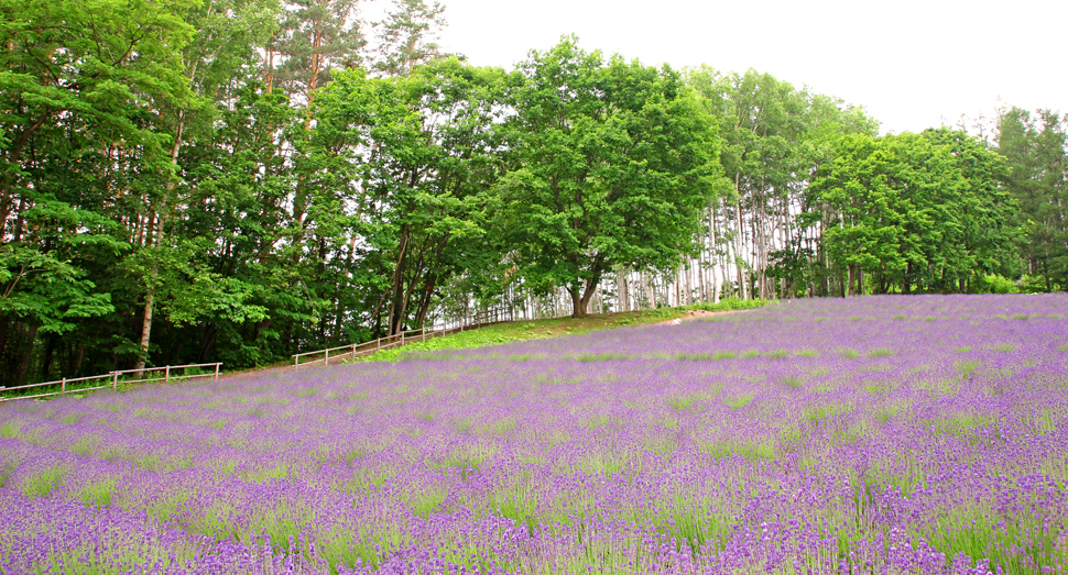 森のラベンダー畑の濃紫早咲も少しずつ開花しはじめています