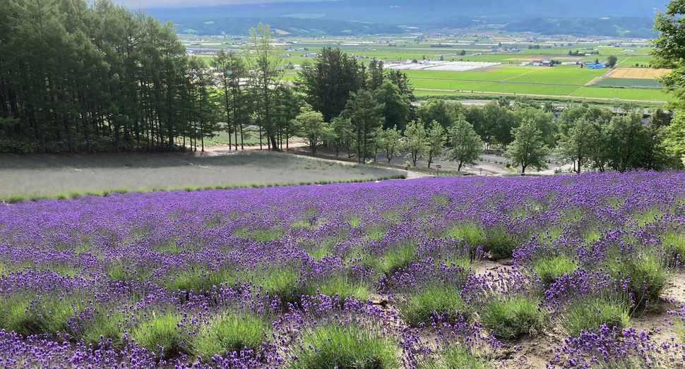 森のラベンダー畑