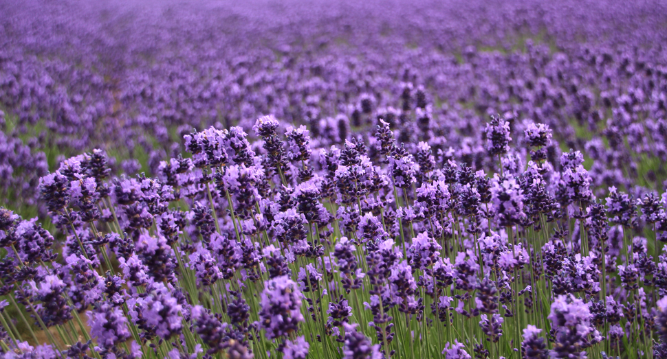 倖の畑の濃紫早咲は開花が進んでいます