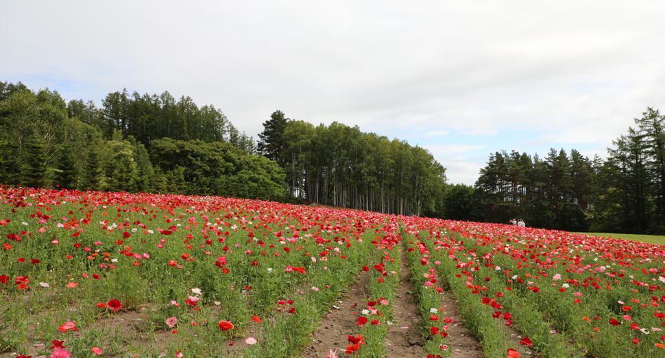 お昼になるとお花が閉じてきてしまうので、朝早い時間帯がおすすめです