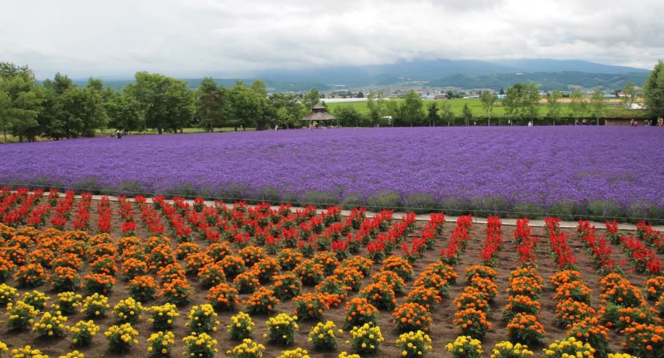 紫一面で花人たちをお出迎え