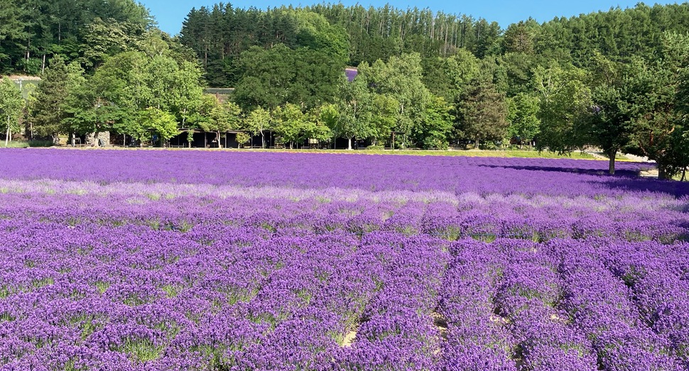 倖の畑の奥に森のラベンダー畑が見られます