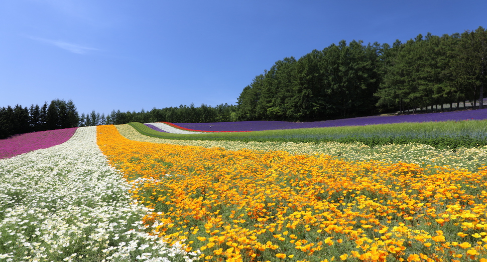 昨年、畑を休ませたので花色が綺麗です