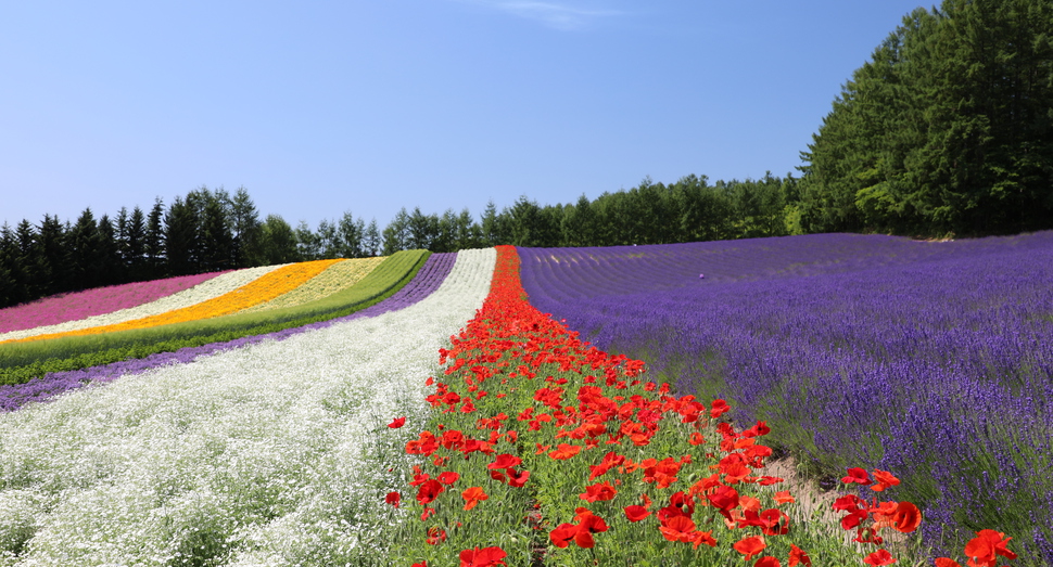 今年の彩りの畑は花が咲きそろっています