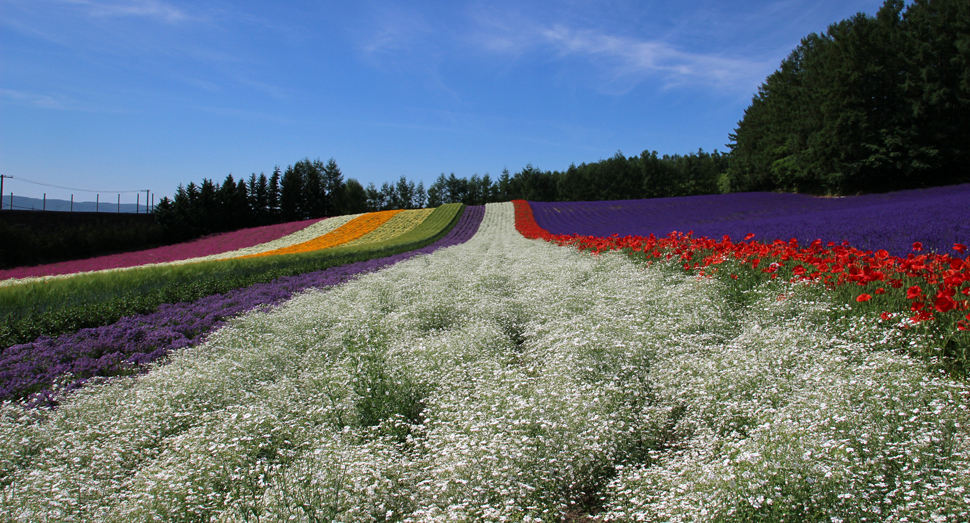 今年は例年以上にきれいに花が咲きそろった彩りの畑です