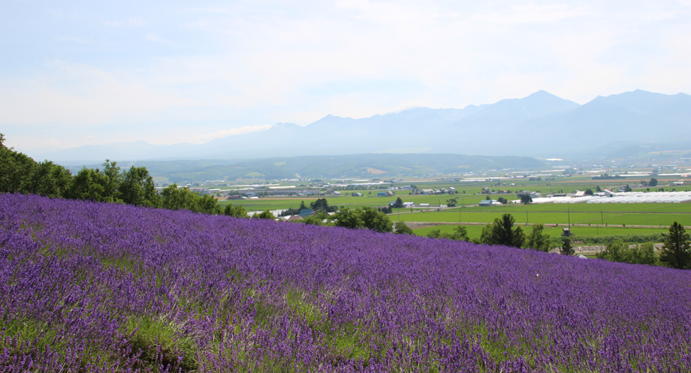 トラディショナルラベンダー畑と十勝岳連峰