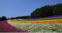 今年は例年以上に花盛りなファームです