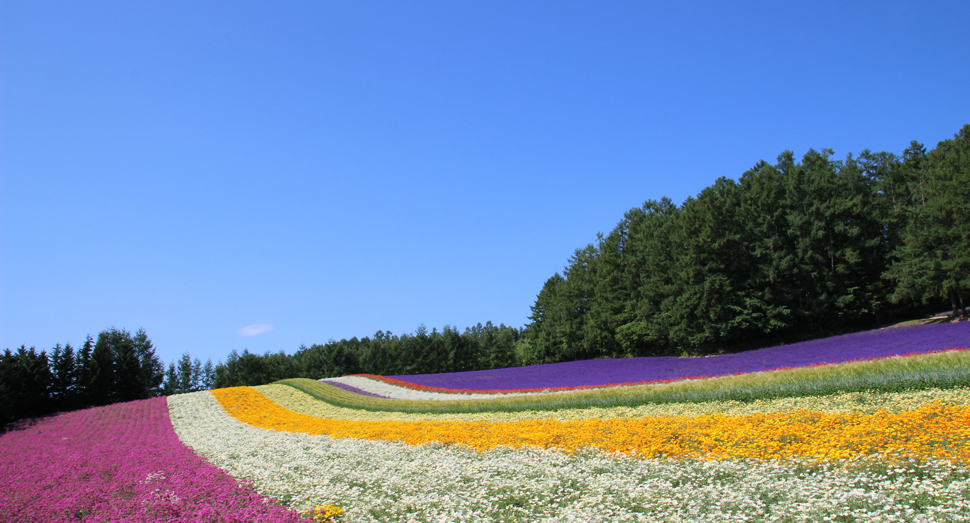 今日も晴天できれいな彩りの畑