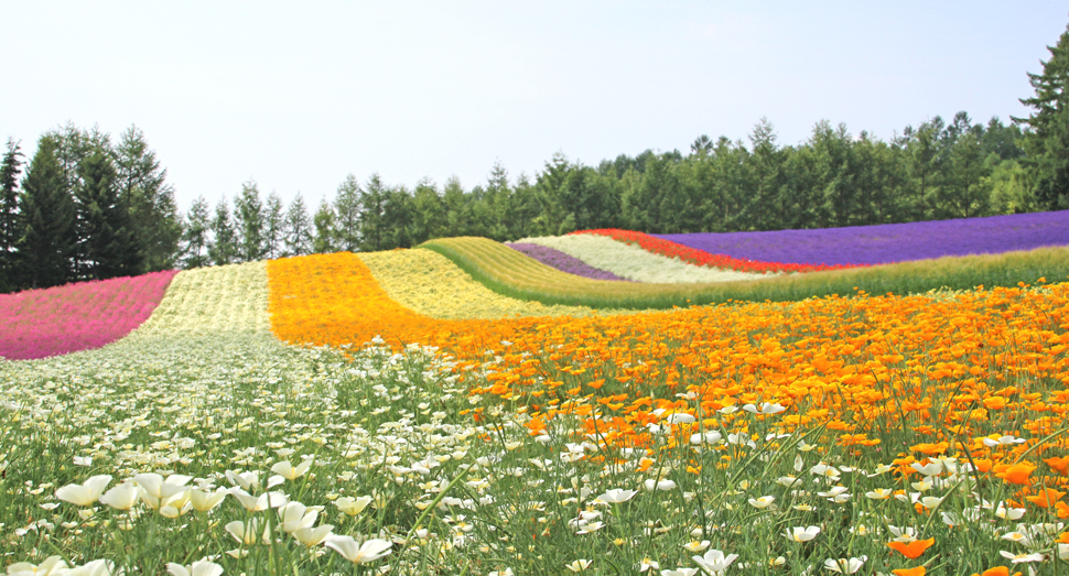 花々が元気いっぱいで、見頃が続いています