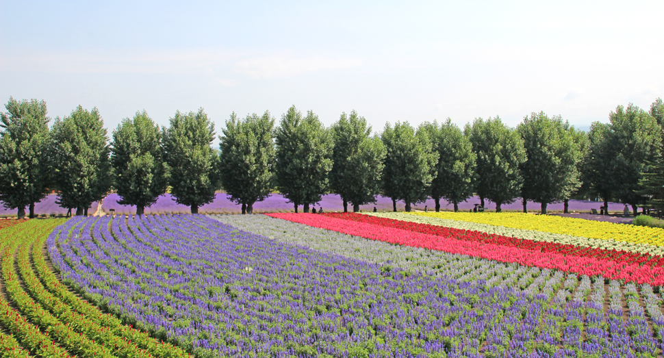 花の舎・展望デッキからの眺め（花人の畑・倖の畑）