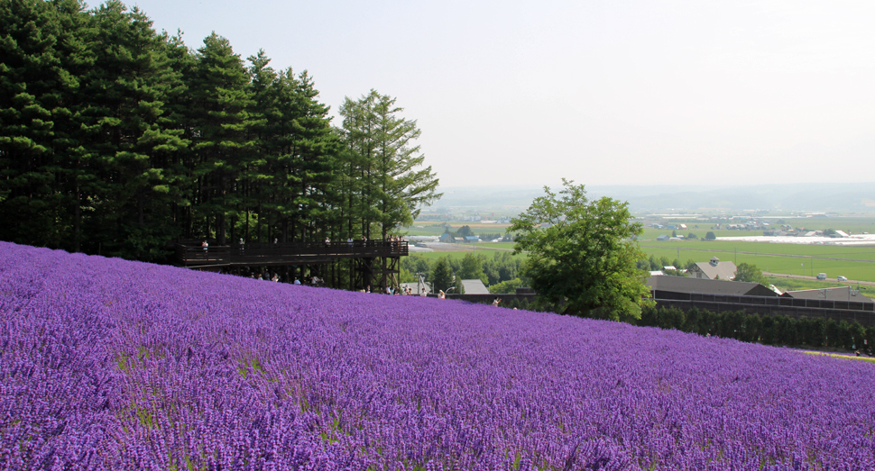 森の舎には花畑を見渡せる展望デッキがあります