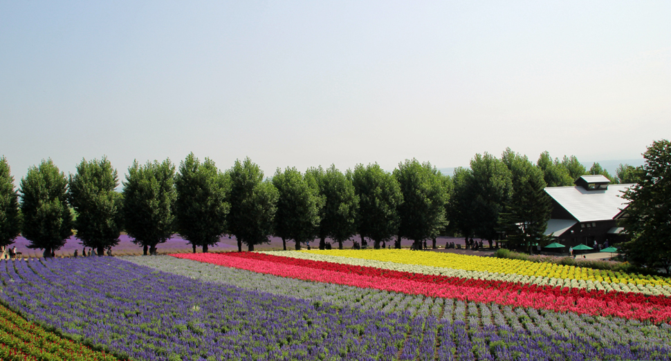花人の畑も色鮮やかです
