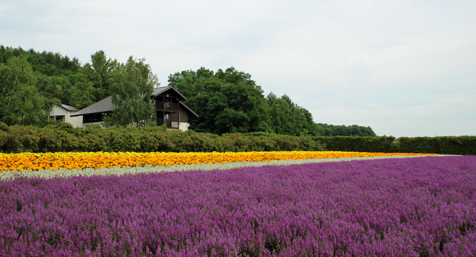 手前の紫色の花はラベンダーではなくアンゲロニアというお花です