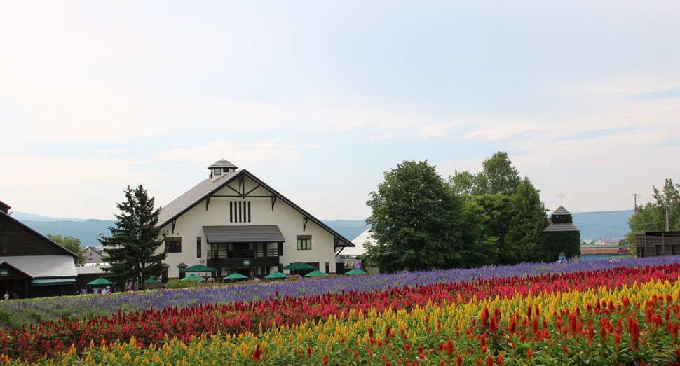 今も見頃の花たち ファーム日誌 花畑の紹介 北海道のラベンダー畑 ファーム富田 オフィシャルサイト