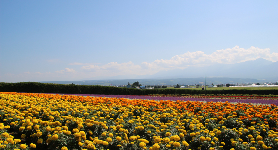 まだまだ見頃の花たち ファーム日誌 花畑の紹介 北海道のラベンダー畑 ファーム富田 オフィシャルサイト