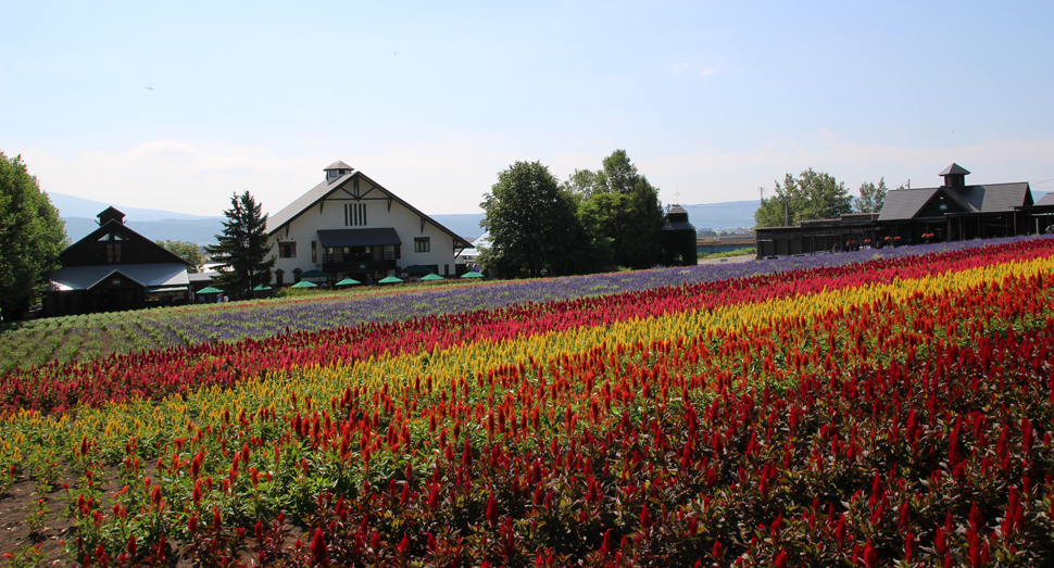 まだまだ見頃の花たち ファーム日誌 花畑の紹介 北海道のラベンダー畑 ファーム富田 オフィシャルサイト