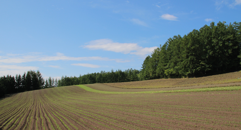 彩りの畑は来年に向けて緑肥が植えられています