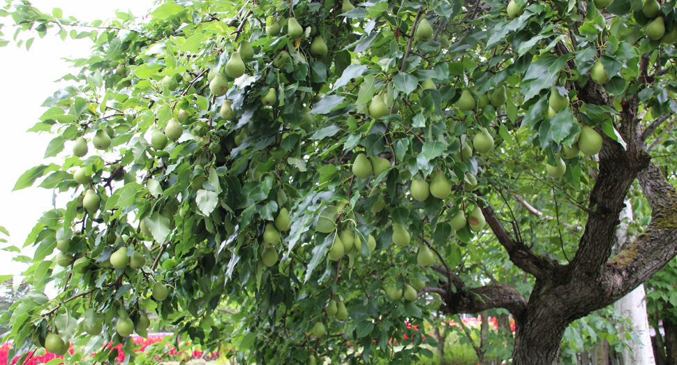 実の重さで枝が大きく垂れ下がったセイヨウナシの木