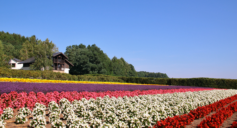 色とりどりの花が鮮やかな秋の彩りの畑